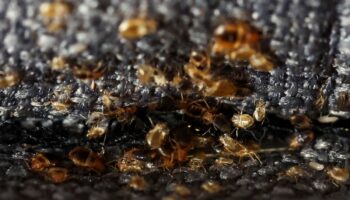 Las chinches son resistentes y difíciles de encontrar: especialistas en control de plagas | Video