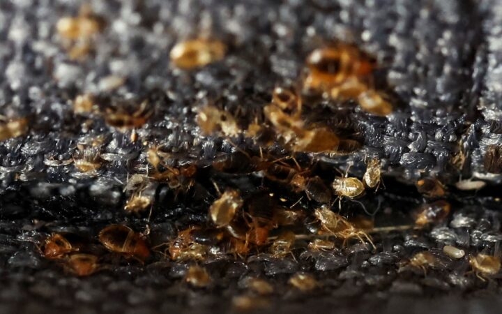 Videos | ¿Cómo se comportan las chinches? Un experto de la UNAM te explica Videos | ¿Cómo se comportan las chinches? Un experto de la UNAM te explica