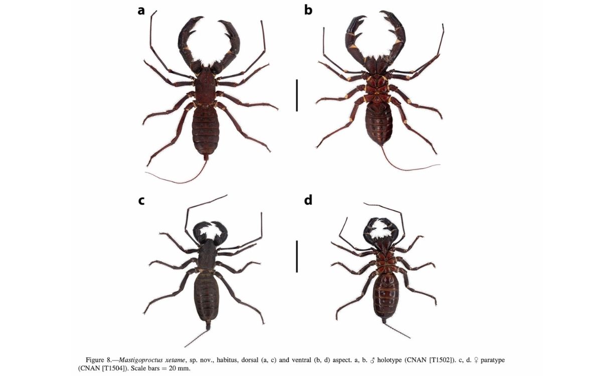 Descubren en México tres nuevas especies de vinagrillo gigante