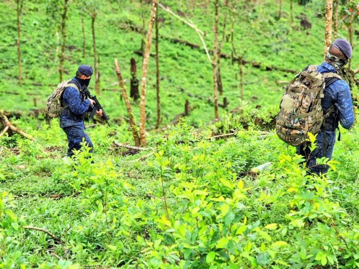 Miembros del ejército guatemalteco erradicando arbustos de coca en una operación en el departamento de Izabal en agosto de 2022. 