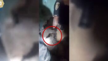 Video | Rescatan a perrita atrapada entre muros en CDMX