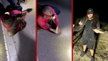 Videos | Capturan las dos pitones más pesadas de Florida