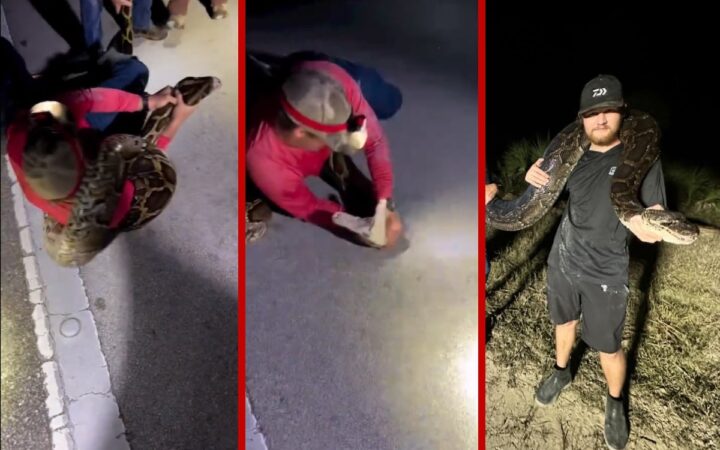 Videos | Capturan las dos pitones más pesadas de Florida