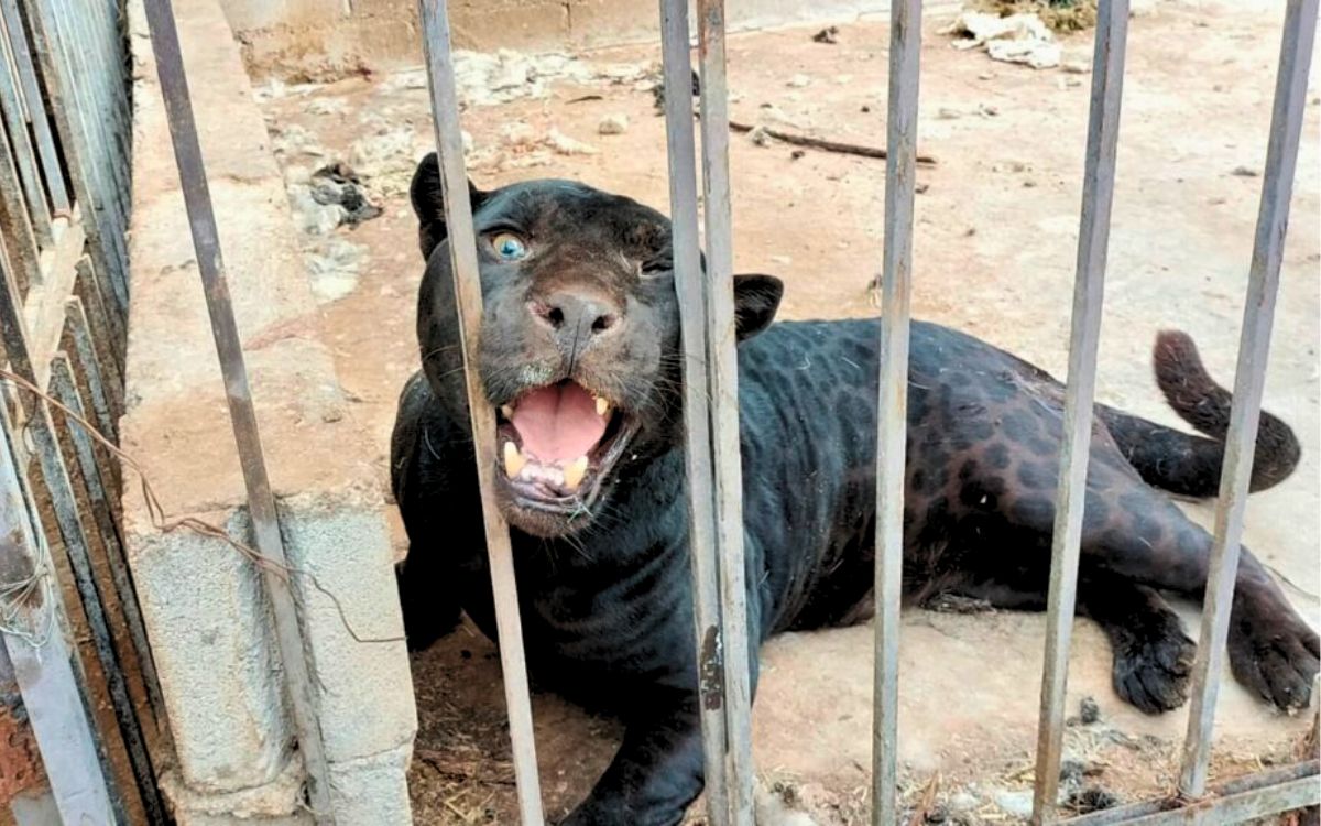 Aseguran a jaguar que atacó a niña en rancho de Chihuahua