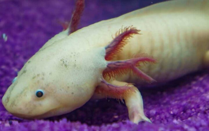 ¡Adopta un axolote! UNAM lanza la Campaña Adoptaxolotl 2024 ¡Adopta un axolote! UNAM lanza la Campaña Adoptaxolotl 2024