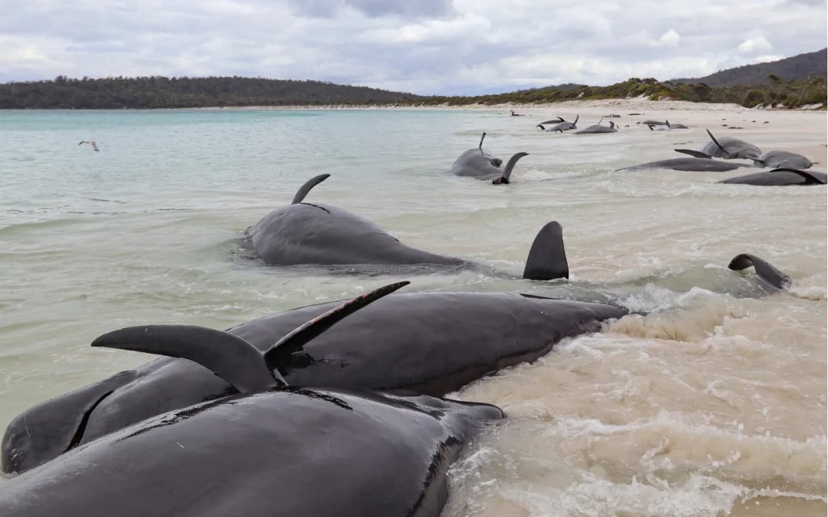 Mueren más de 30 ballenas piloto varadas en una playa de Australia