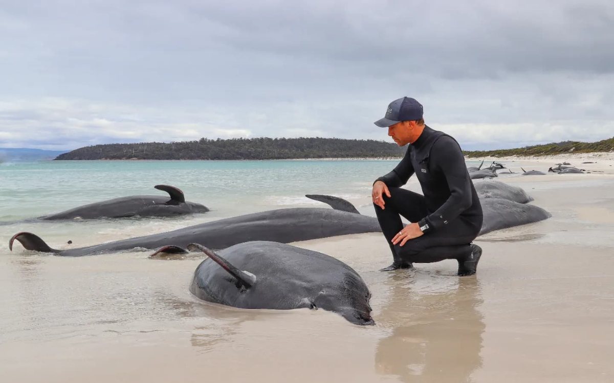mueren más de 30 ballenas piloto varadas en una playa de australia