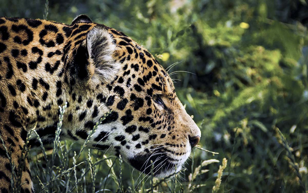 Cámaras trampa registran aumento de jaguares en peligro de extinción en Yucatán