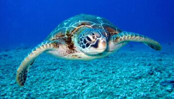 Contaminación influye en el sexo de tortugas verdes y provoca amenaza por exceso de hembras