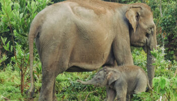 ¡Bienvenida! Nace cría de elefante de Sumatra, especie en peligro crítico de extinción