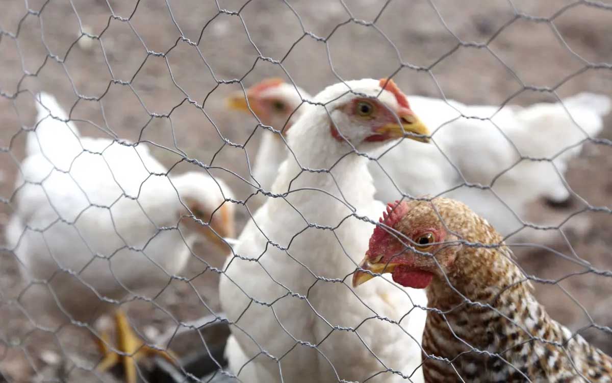 Levantan cuarentena tras casos de influenza aviar AH5N1 en Sonora