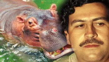 Esterilizarán o sacrificarán a los hipopótamos de Pablo Escobar