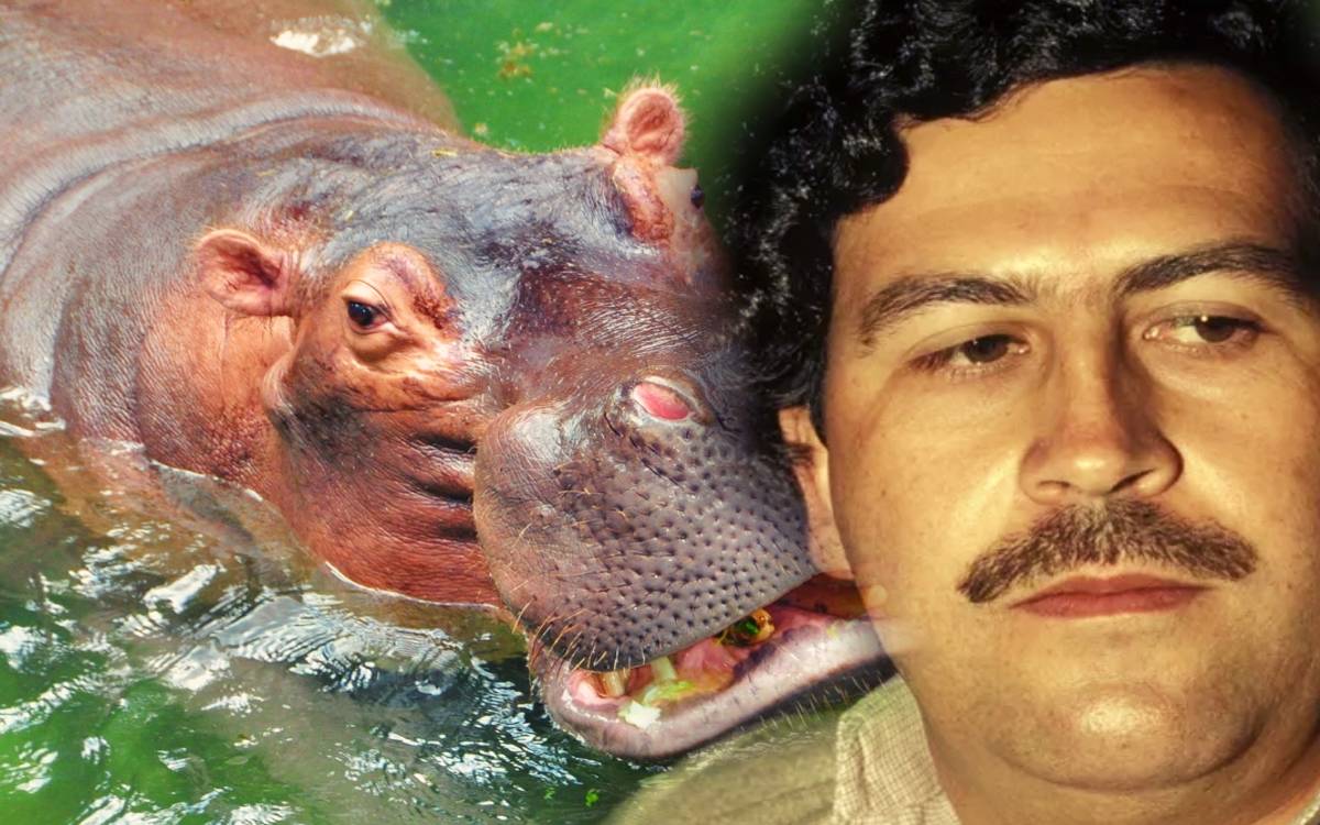 Pablo Escobar’s hippos will be sterilized or euthanized