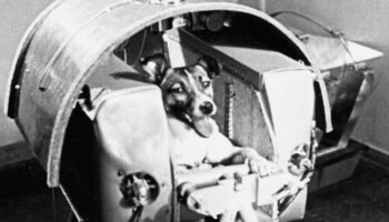Hace 66 años Laika se convirtió en la perrita astronauta