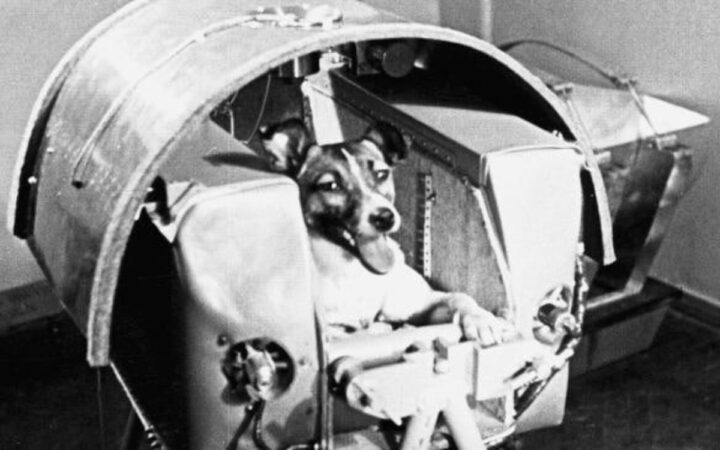 Hace 66 años Laika se convirtió en la perrita astronauta Hace 66 años Laika se convirtió en la perrita astronauta