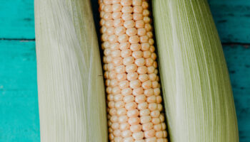 La propia agroindustria aportó pruebas sobre los daños del maíz transgénico: Julia Álvarez Icaza | Video