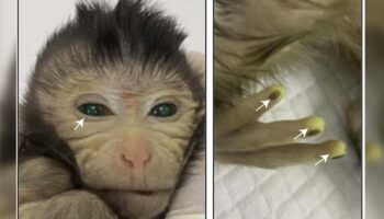 Crean en laboratorio chino el primer mono quimera con dedos fluorescentes