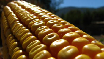 ¿Qué efectos tendría la aprobación del amparo a Monsanto sobre glifosato y maíz transgénico? Julia Álvarez Icaza lo explica | Video