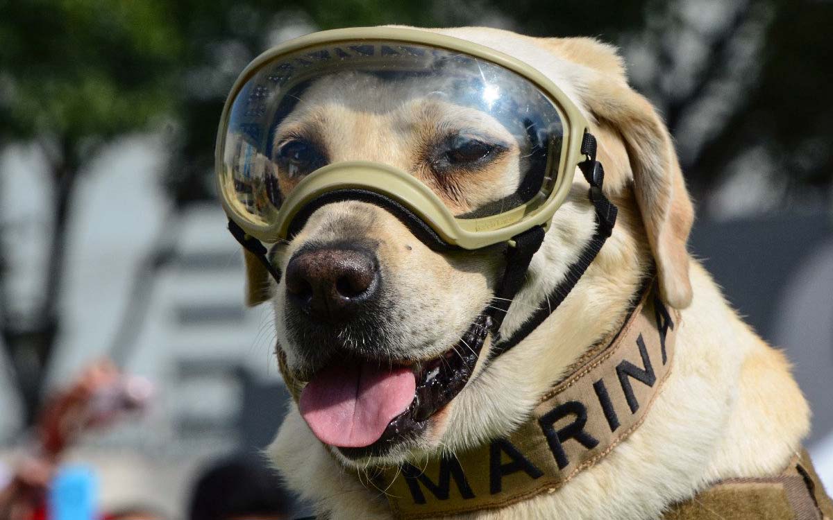 Rendirán homenaje a la perrita rescatista Frida a un año de su muerte | Video