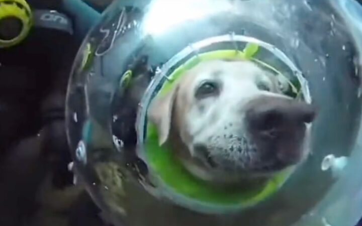 Video de perro buceando genera polémica; ¿es una práctica segura?