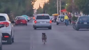 Abandonan a perrito y persigue la camioneta de sus dueños hasta no poder más | Video
