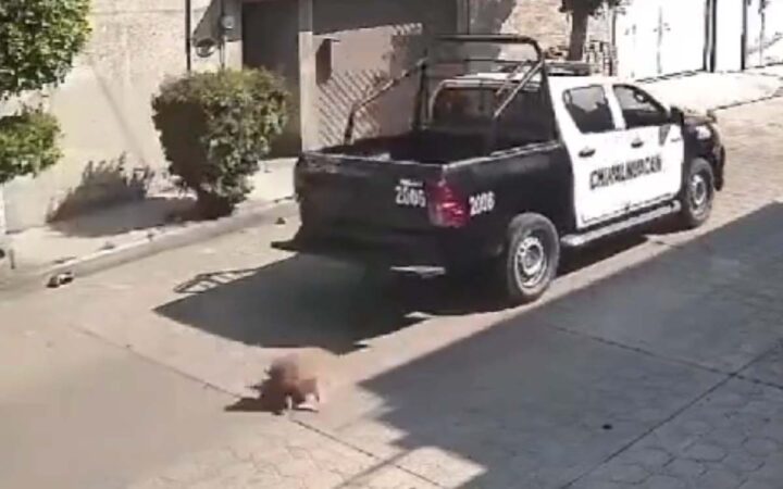 Policías de Chimalhuacán atropellan a perrito y huyen | Video Policías de Chimalhuacán atropellan a perrito y huyen | Video