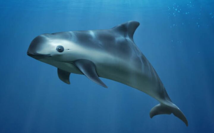 México señala a EU y China de también ser responsables de caza de totoaba y vaquita marina México señala a EU y China de también ser responsables de caza de totoaba y vaquita marina