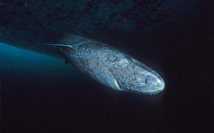 El animal más viejo del mundo reaparece a miles de kilómetros de su hábitat; tendría 518 años El animal más viejo del mundo reaparece a miles de kilómetros de su hábitat; tendría 518 años