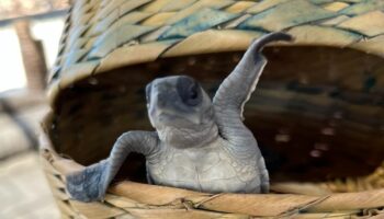 Huracán Otis deja en ruinas refugio de tortugas marinas en Acapulco | Video