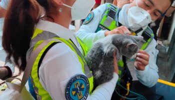 Video | Así fue el rescate de un gatito bebé del incendio en el Centro de la CDMX