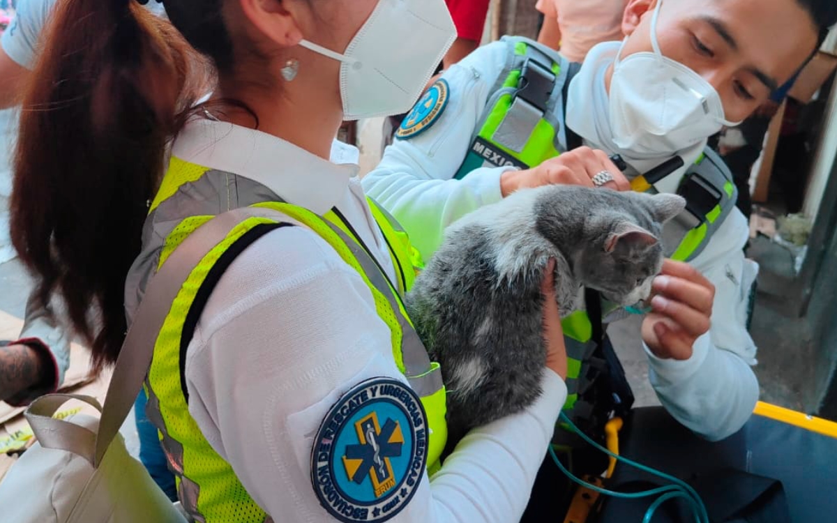 Video | Así fue el rescate de un gatito bebé del incendio en el Centro de la CDMX