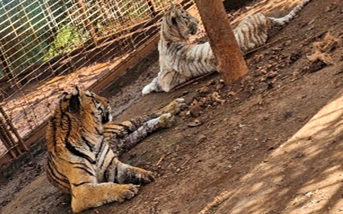 Aseguran 7 felinos localizados en un predio de Jalisco