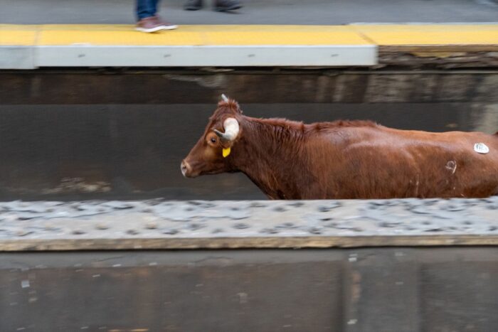 Toro salta a vías e interrumpe servicio | Videos