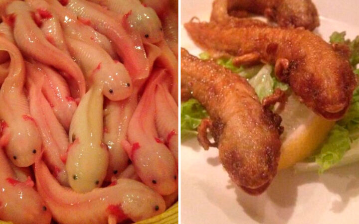 ¿Ajolotes fritos? El polémico platillo de un restaurante en Japón ¿Ajolotes fritos? El polémico platillo de un restaurante en Japón