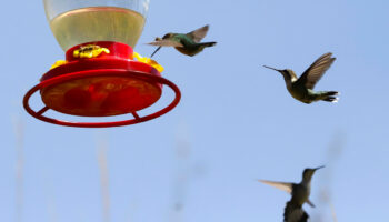 Crean santuario para proteger a colibríes en Puebla que tendrá espacio turístico