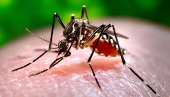 OMS advierte de alto riesgo de expansión mundial del dengue; hay 5 millones de casos