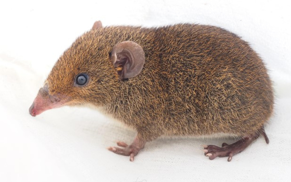 Identifican cinco nuevas especies de erizos de pelaje suave Identifican cinco nuevas especies de erizos de pelaje suave