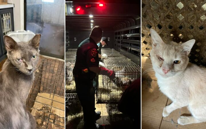 Fotos | Gatos, perros, gallinas, patos y pavos reales; maestra vivía con más de 300 animales hacinados