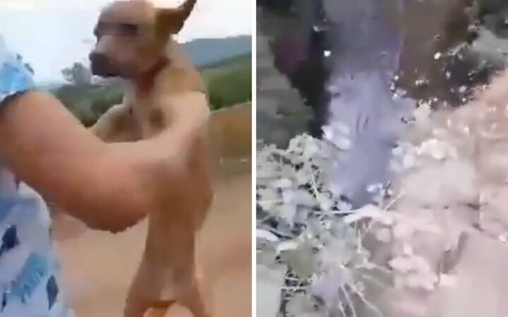 Michoacán: Adolescentes se graban lanzado a perrito desde puente y le disparan