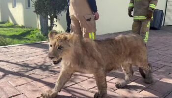 Atrapan a león que caminaba libre por las calles de Xonacatlán, Edomex