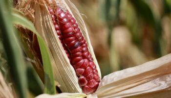 ONGs piden a México que contrademande a EU en conflicto de maíz transgénico
