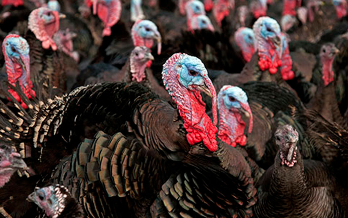 More than 11,000 turkeys slaughtered after bird flu discovered in Germany