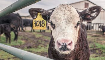 Gases de vacas aumentan calentamiento global; empresas buscan reducirlo