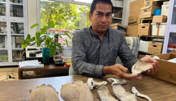 Descubren campamento prehispánico maya en Yucatán donde cocinaban caracoles