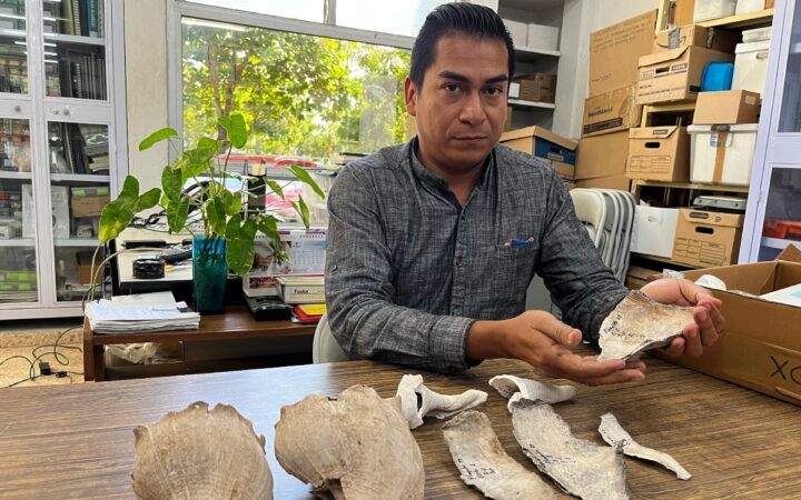 Descubren campamento prehispánico maya en Yucatán donde cocinaban caracoles