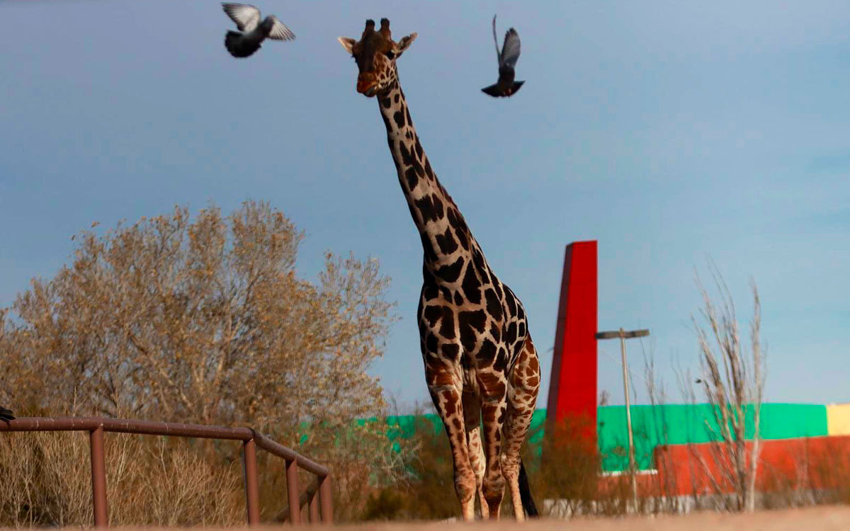 ¡Bienvenido Benito! Tras una larga travesía la jirafa llega a Africam Safari | Video