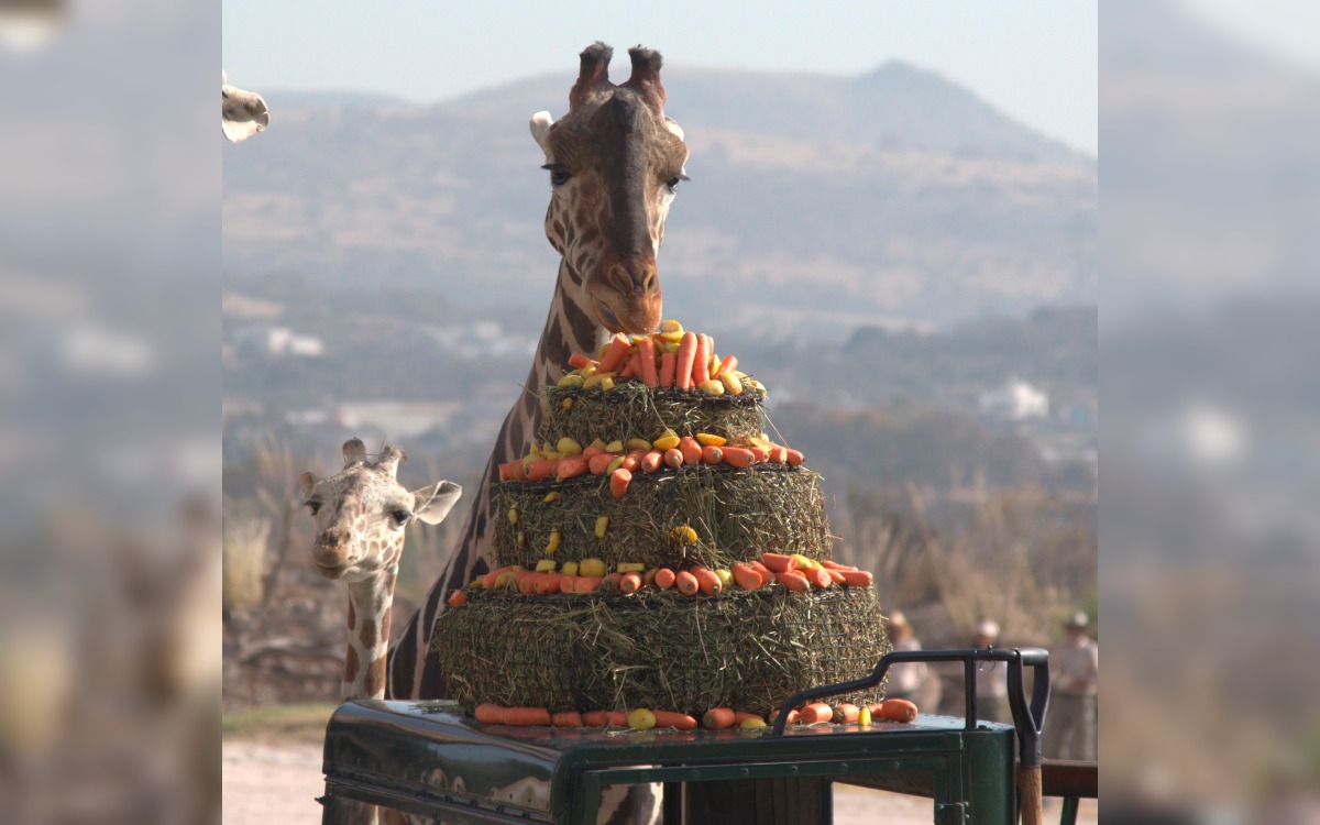 Videos | Benito y su nueva familia celebran con un gran pastel Videos | Benito y su nueva familia celebran con un gran pastel
