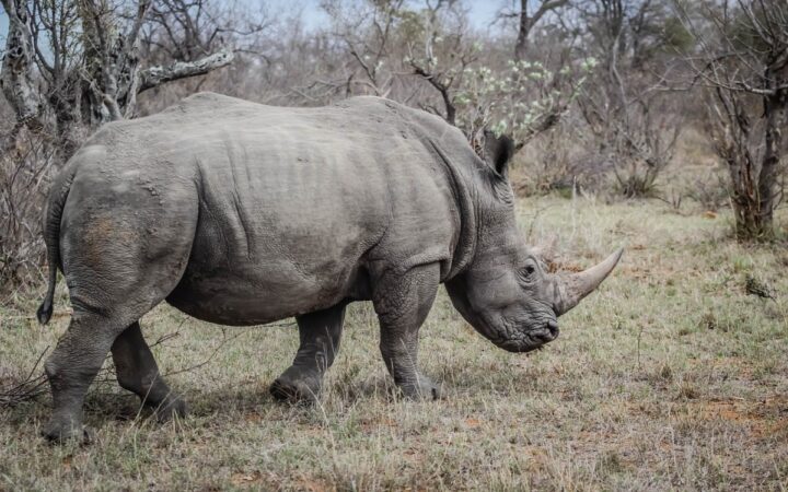 Logran embarazar rinoceronte blanco con fecundación in vitro; podría salvar la especie Logran embarazar rinoceronte blanco con fecundación in vitro; podría salvar la especie
