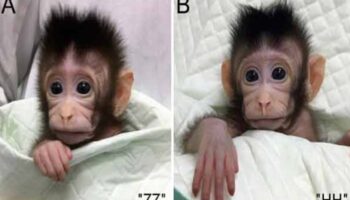 Clonación de mono en China no es un riesgo para la humanidad: experta