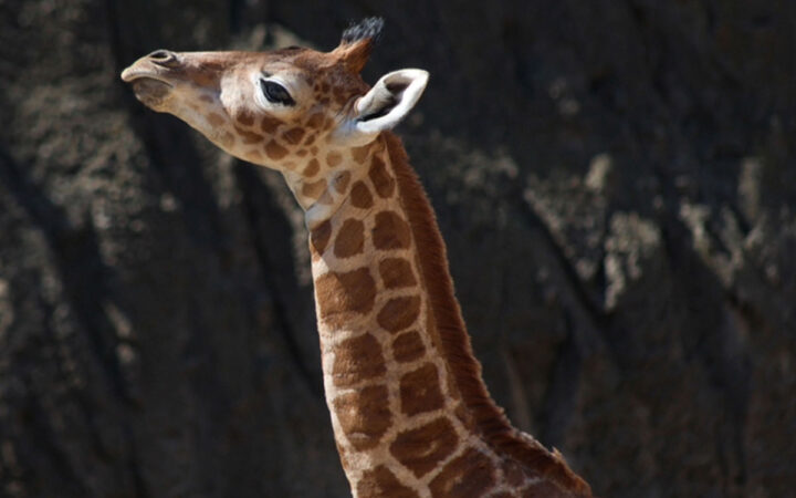 Bartolo, Umi, Thabo... ¿Cómo debería llamarse la nueva jirafita de Chapultepec? Bartolo, Umi, Thabo... ¿Cómo debería llamarse la nueva jirafita de Chapultepec?